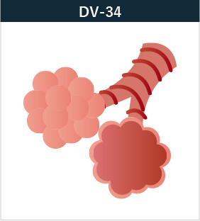 DV-34